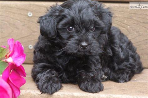 Meet Amanda a cute Yorkiepoo - Yorkie Poo puppy for sale for $425. Amanda Adorable!! www ...