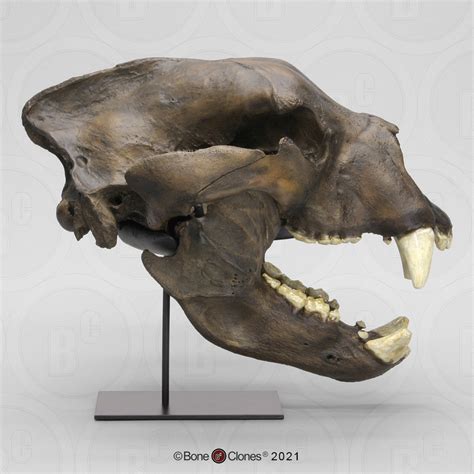 Short-Faced Bear Skull - Bone Clones - Osteological Reproductions