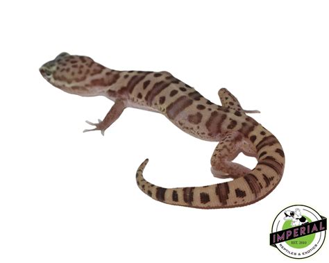 Texas Banded Gecko For Sale - Imperial Reptiles – IMPERIAL REPTILES ...