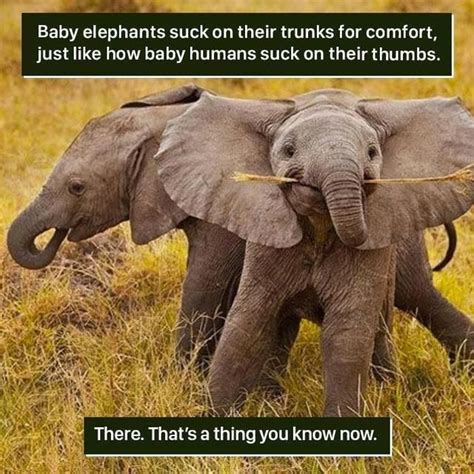 ...Whoops... | Animal facts, Weird animal facts, Elephant