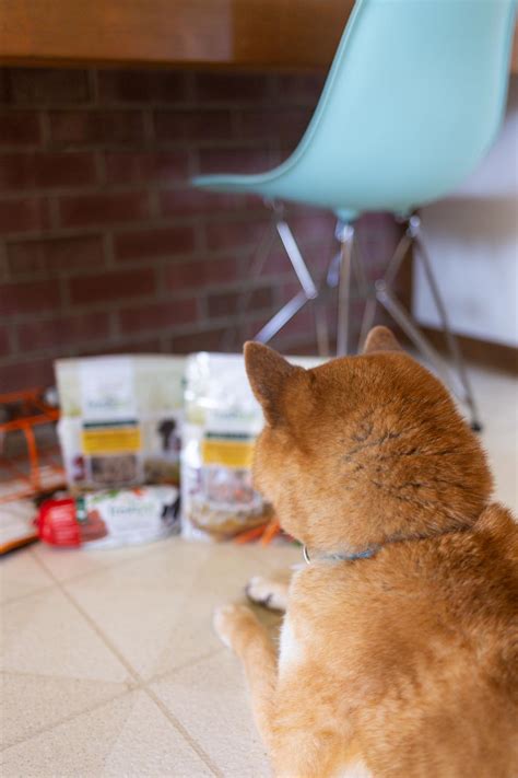 Freshpet Reviews: How I Keep Rigby Healthy with Fresh Dog Food ...