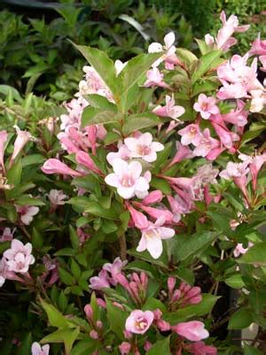 Weigela - Pruning, Winter Care and Fertilizing - Hawks Landscape, Inc.