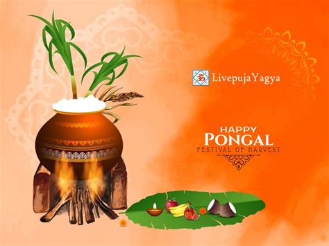 Explore the Essence of Pongal 2024 | Vibrant Festivities