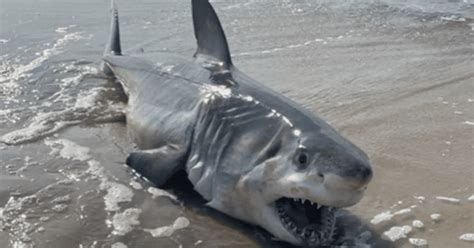 Dead baby Great White shark washes ashore on LI beach, swimmers warned to be alert in 'murky ...