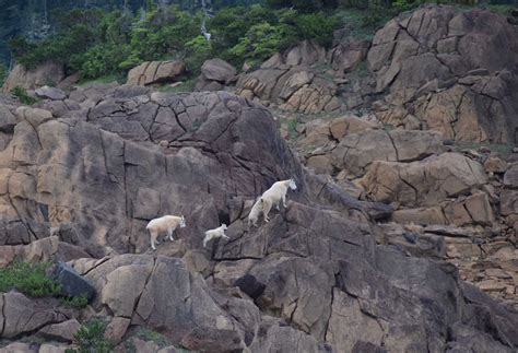 Studying the genome of mountain goats shows us how they adapted to ...