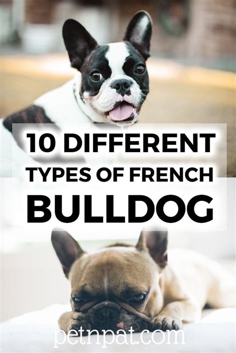 10 Different Types Of French Bulldogs: Frenchie Breeds For Families ...