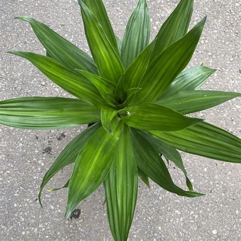 Janet Craig Compacta Dracaena (Dracaena Deremensis) – Tropicals & Houseplants › Anything Grows