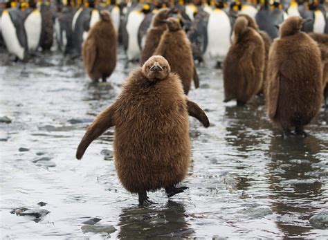 King Penguin chick. | King Penguin chick at Gold Harbour on … | Flickr