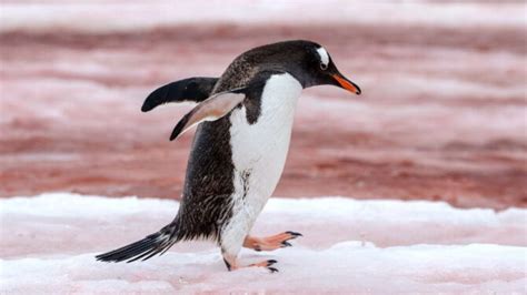 Do Penguins Have Tails? (Penguin Tail Explained)