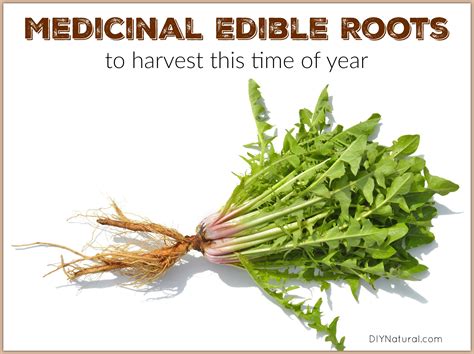 Edible Roots to Harvest in Fall and Winter for Medicinal Use