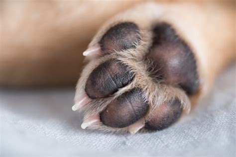 Hyperkeratosis in Dogs Paws and How to Heal it - Petsoid