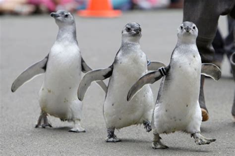 National Penguin Awareness Day - CSMonitor.com