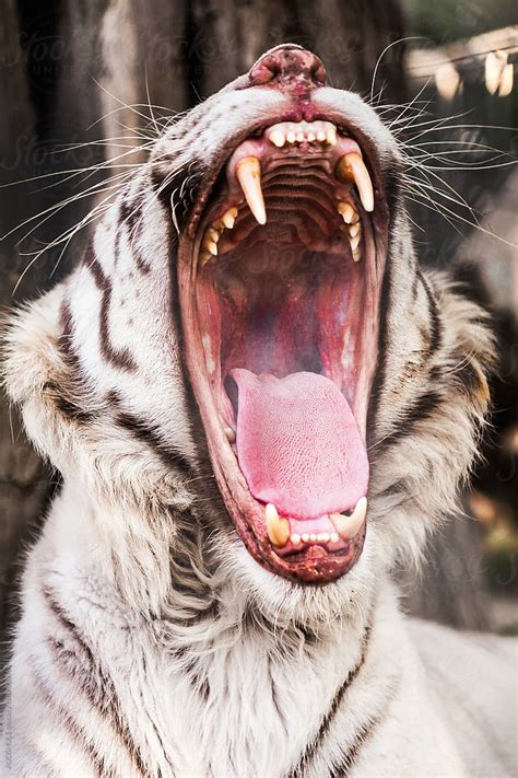 "A Portrait Of A Rare Bengal / White Tiger Roaring." by Stocksy Contributor "AUDSHULE" - Stocksy