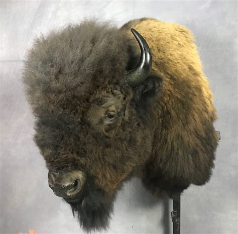 Showpiece Taxidermy: South Dakota Bison & Buffalo Mounts