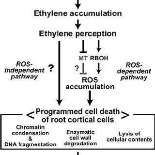 (PDF) Aerenchyma Formation in Plants