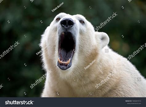 Polar Bear Snarling