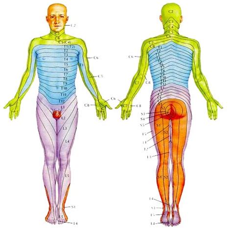 The Compounder - Dermatomes