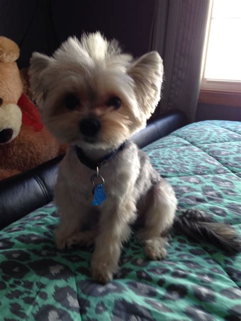 Pin by Ashley Johnson on Babyyyyy!!!! | Morkie haircuts, Morkie puppies, Morkie