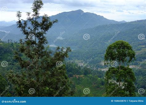 Nuwara Eliya Tea Plantations. Sri Lanka Stock Photo - Image of heritage ...