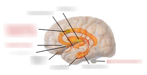 BIOS Exam 1 - Expanded Limbic/Avoid System Diagram | Quizlet