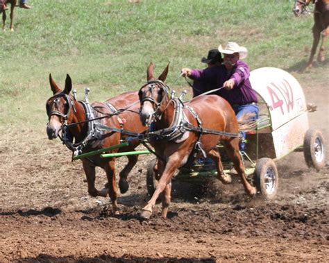 PairADice Mules: Chuckwagon Races