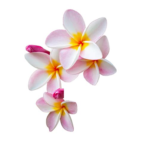 Plumeria Flower PNG Images (Transparent HD Photo Clipart) | Flower png images, Flowers, Plumeria ...