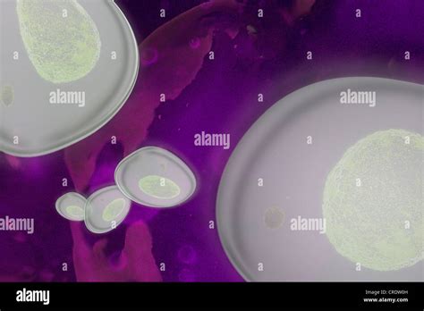 Malaria parasite Plasmodium, illustration Stock Photo - Alamy