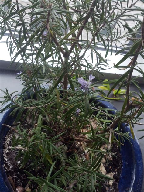 Killed Rosemary plant #n, wintering over inside (plants forum at permies)