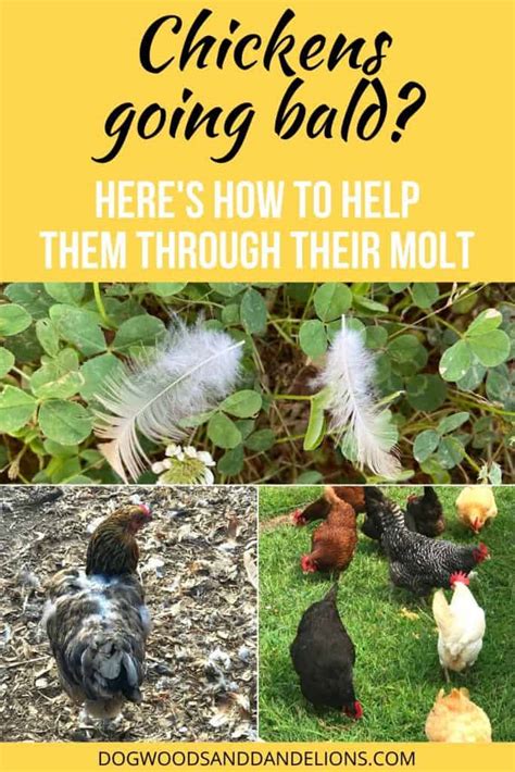 How to Help Your Molting Chickens – Dogwoods & Dandelions