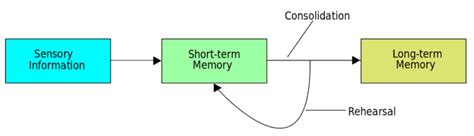 Long-Term Memory | Facts, Types, Duration & Capacity