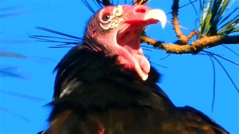 Turkey vulture flying, spreading wings | Bird - YouTube