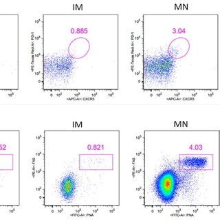 Analysis of activated follicular B helper T cells and germinal center... | Download High-Quality ...