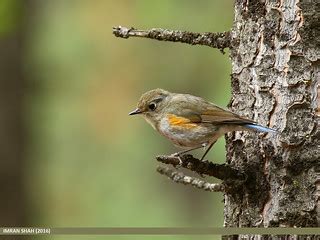 Orange-flanked Bush Robin (Tarsiger cyanurus) | Orange-flank… | Flickr