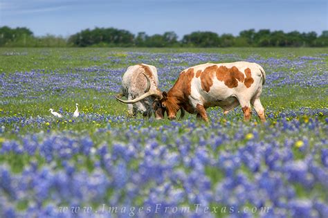 Longhorns Having Fun in Bluebonnets 1 : Ennis, Texas : Images from Texas