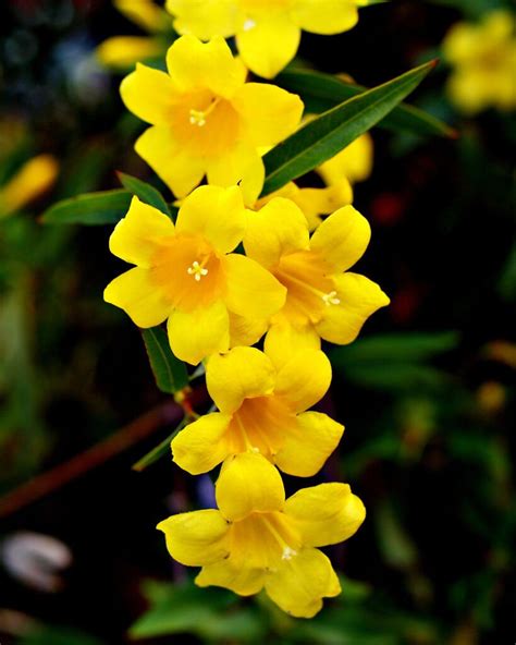 5 SEEDS CAROLINA JASMINE (Gelsemium sempervirens vine rare fragrant ...