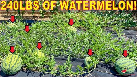 Optimal Spacing for Planting Watermelon in a Raised Bed: A Comprehensive Guide - [Updated ...