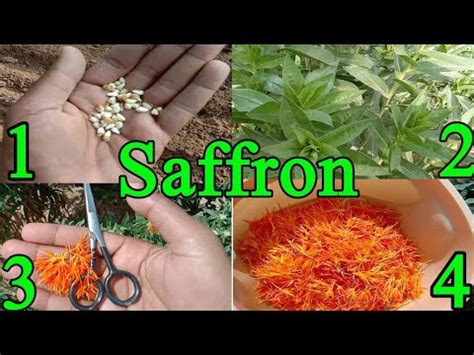 Saffron Flower Seeds