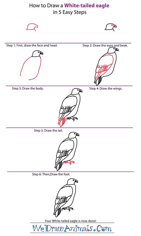 How to Draw a White-Tailed Eagle