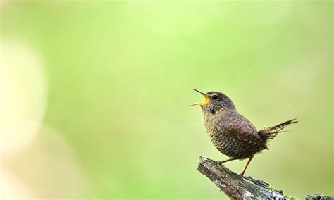 Why Do Birds Chirp in the Morning? Discover 7 Reasons Why