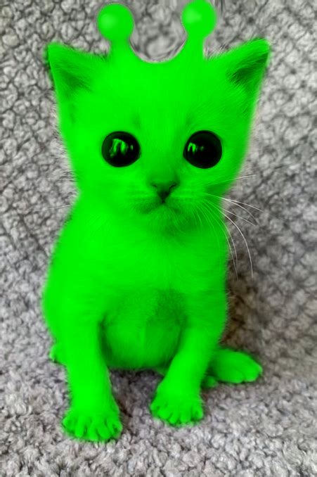 a small green kitten sitting on top of a carpet