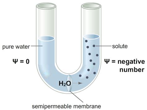 Concept of Water Potential : Plantlet