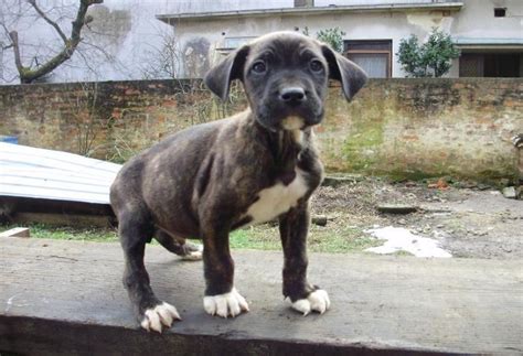 CANE CORSO + DOGO ARGENTINO mix