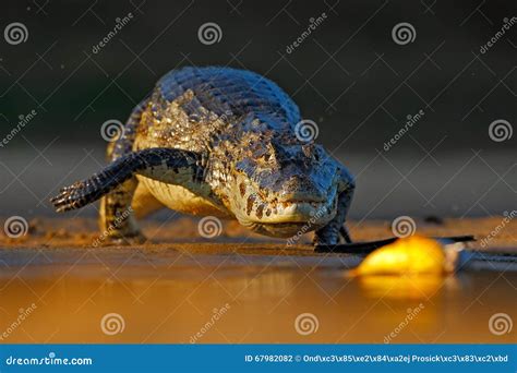 Yacare Caiman, Crocodile Hunting Fish Piranha With Evening Sun In The ...