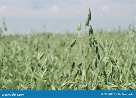 Reaching the Harvest in the Field, Growing Oats Harvesting Stock Photo ...