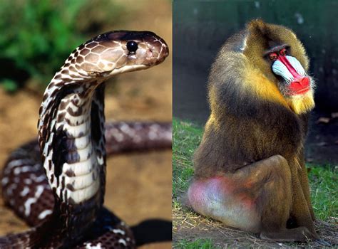 Chinese Horoscope - Snake Compatibility with Monkey