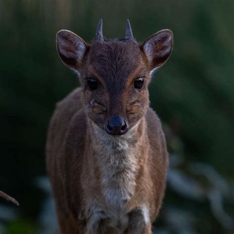 Duiker, Blue - Safari West