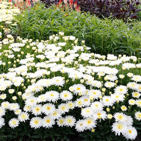 Leucanthemum ‘Belgian Lace’ | TERRA NOVA® Nurseries, Inc.