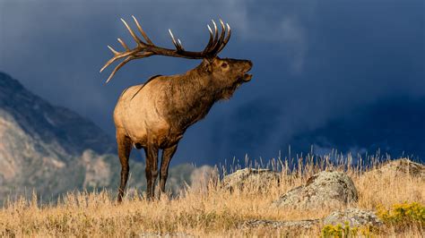 Wildlife officers investigating poaching of ‘docile’ bull elk on Dinosaur ranch | FOX31 Denver