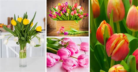 Tulip Care - How to Plant, Grow and Help Them Thrive