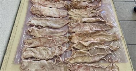 43 More Totoaba Bladders Confiscated in Puertecitos, BC ~ Borderland Beat